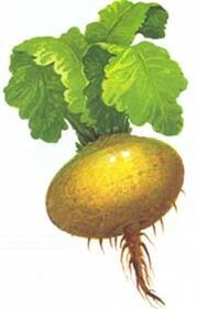Rübe